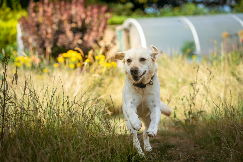 Family dog portrait outdoors